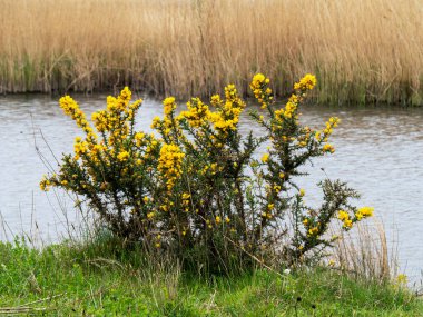 Small gorse bush flowering beside a pond