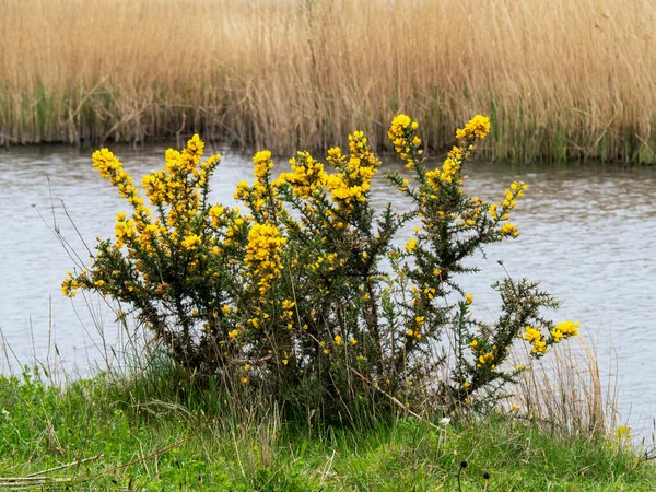 Küçük bir çalı, bir göletin kenarında çiçek açıyor.