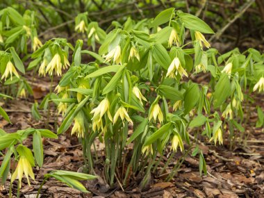 Uvularia grandiflora büyük çiçekli çan otu bir bahçede