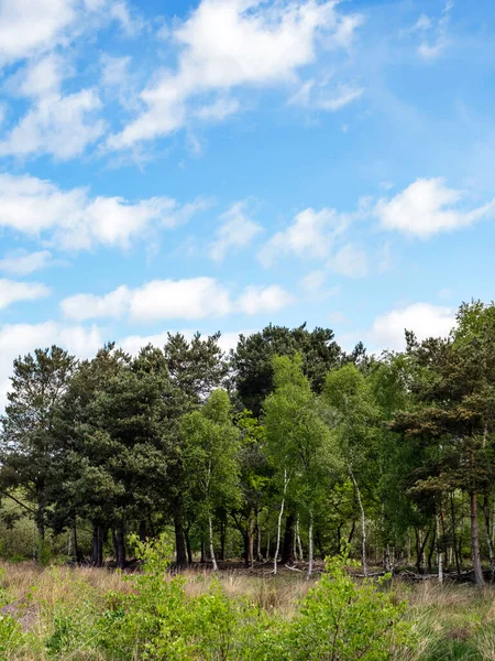 Skipwith Common, North Yorkshire, İngiltere 'deki yeşil ağaçların üzerinde mavi gökyüzü