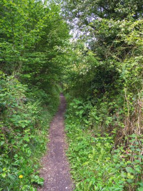 Baharda yeşil çitlerin arasındaki patikayı daralt