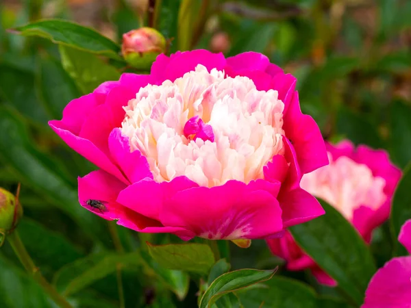 Gros Plan Une Belle Fleur Pivoine Paeonia Lactiflora Santa Fleurissant — Photo