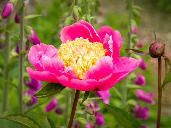 Zbliżenie Pięknego Kwiatu Piwonii Paeonia Lactiflora Doreen Kwitnący Ogrodzie — Zdjęcie stockowe