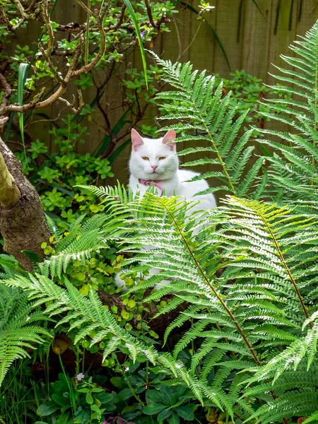 White cat with a pink collar sitting amongst large ferns in a garden