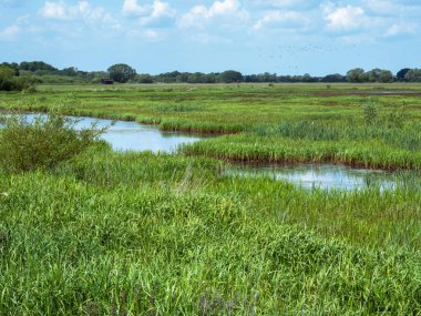 Wheldrake Ings Doğa Rezervi, Kuzey Yorkshire, İngiltere 'de her yıl sel basmış çayırlar ve otlar