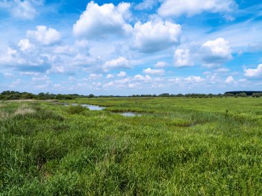 Islak çayırlar ve açık alan Kuzey Yorkshire, İngiltere 'deki Wheldrake Ings Doğa Koruma Alanı, güzel mavi bulutlu gökyüzü