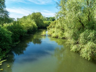 Derwent Nehri, Wheldrake Ings Doğa Rezervi, Kuzey Yorkshire, İngiltere 'de ağaç sıralı kıyılara sahiptir.