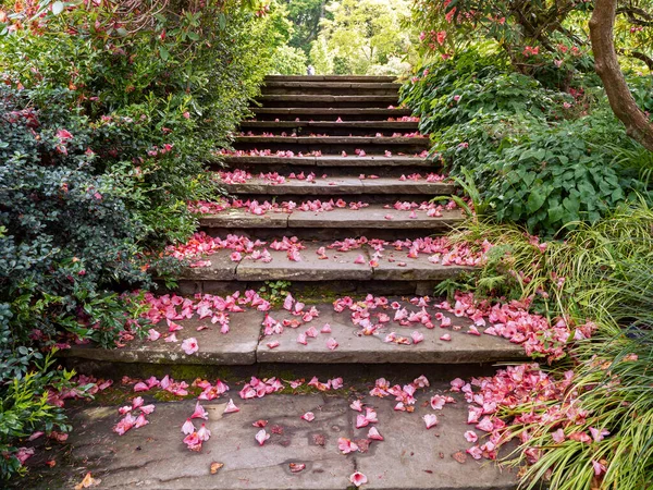 Stone Steps Garden Lined Plants Covered Pink Fallen Flower Petals — Stock Photo, Image