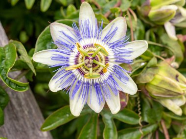 Güzel bir tutku çiçeğinin yakın çekimi, Passiflora caerulea, bir bahçede çiçek açar.