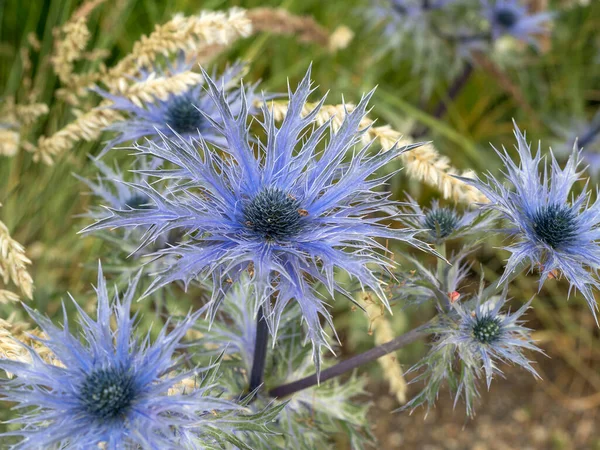 Closeup Beautiful Blue Star Sea Holly Flowers Eryngium Alpinum Garden — Stock fotografie