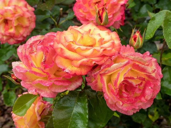 Closeup Beautiful Pink Yellow Variegated Roses Flowering Garden Variety Sheilas — Stockfoto