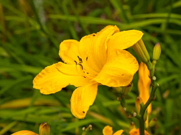 Güzel Sarı Hemerocallis Çiçekleri Çeşitli Çarklar Bir Bahçede — Stok fotoğraf