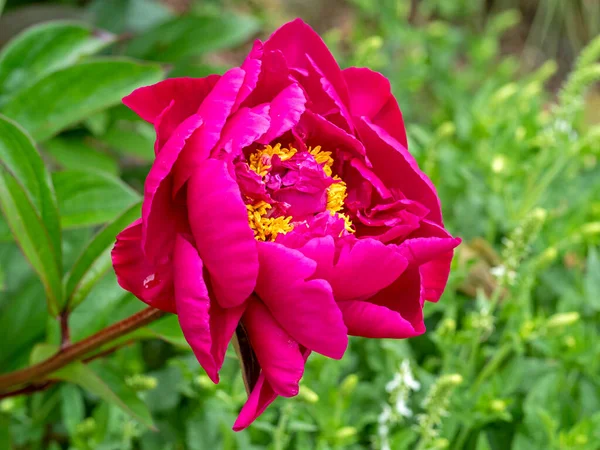 Zbliżenie Pięknego Różowego Kwiatu Piwonii Ogrodzie Odmiana Dekoracyjne — Zdjęcie stockowe