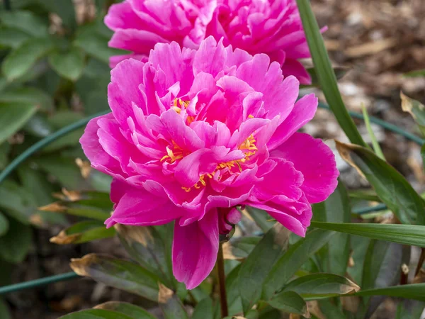 Closeup Beautiful Peony Flower Variety Decorative Garden — Photo