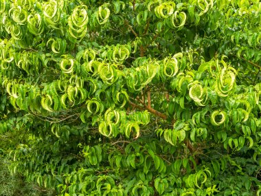 Interesting leaf pattern on a garden shrub Heptacodium miconioides Seven Son Flower of Zhejiang