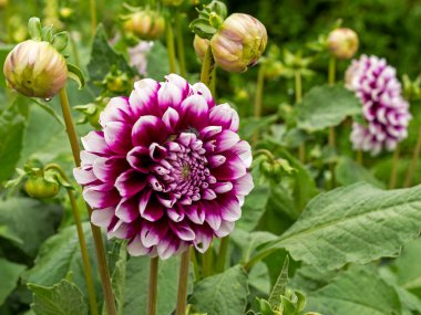Güzel bir mor ve pembe duble Dahlia çiçeğinin yakın çekimi ve bir bahçede tomurcuklar