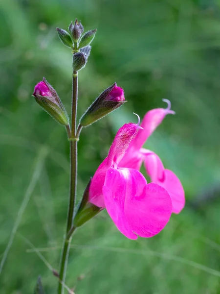 Closeup Tiny Bright Pink Flower Buds Salvia Greggii Orchid Glow — Φωτογραφία Αρχείου