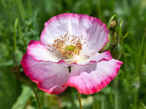 Closeup Lovely White Pink Poppy Flower Shirley Double Mix — 图库照片