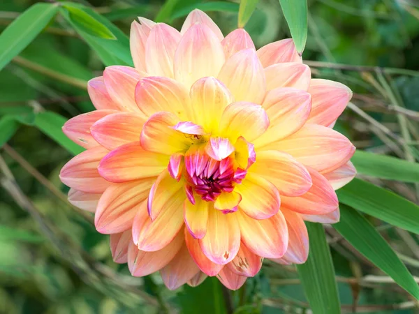 Closeup Beautiful Large Pink Yellow Double Dahlia Bloom Sunlight Garden — Fotografia de Stock