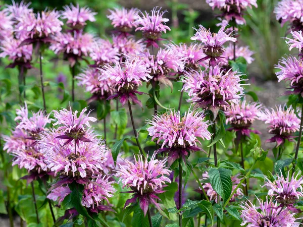 Paarse Roze Bloemen Van Monarda Schoonheid Van Cobham Een Zomertuin — Stockfoto