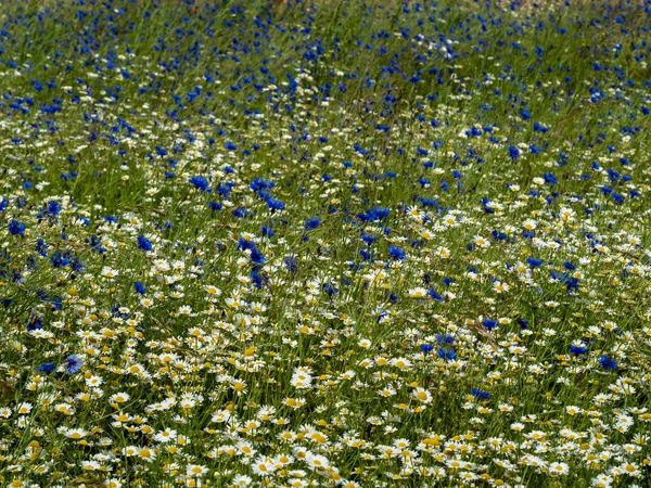 Meadow Filled Wth White Oxeye Daisies Blue Cornflowers Summer — Zdjęcie stockowe