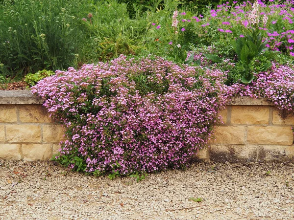 Pink Rock Soapwort Flowers Saponaria Ocymoides Growing Stone Wall Garden — Fotografia de Stock