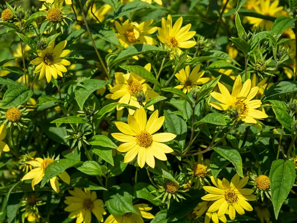 Dar Yapraklı Bir Ayçiçeği Bitkisine Yakın Helianthus Angustifolius Bir Bahçede — Stok fotoğraf