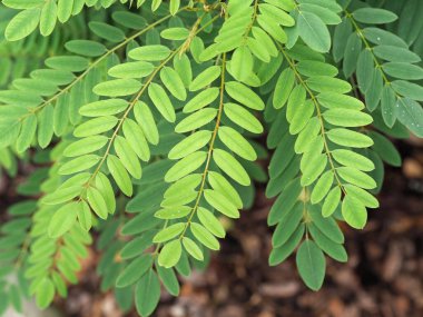Closeup of the attractive leaves of a false indigo bush, Amorpha fruticosa
