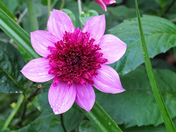 Closeup Beautiful Pink Single Dahlia Flower Rain Droplets Garden Variety — Fotografia de Stock