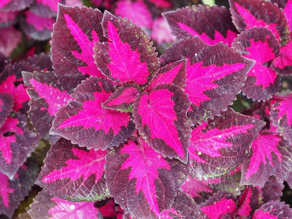 由上而下的亮的品红粉红科雷氏植物叶子的胶合物 — 图库照片
