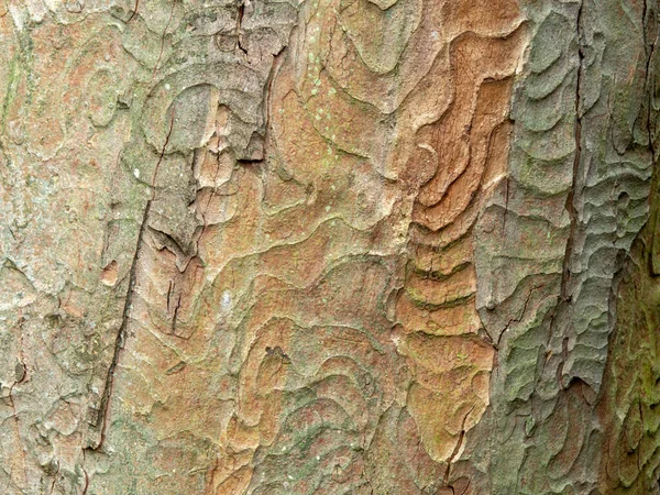 Ελκυστικό Μοτίβο Φλοιού Και Χρώματα Κορμό Δέντρου Για Φόντο Και — Φωτογραφία Αρχείου