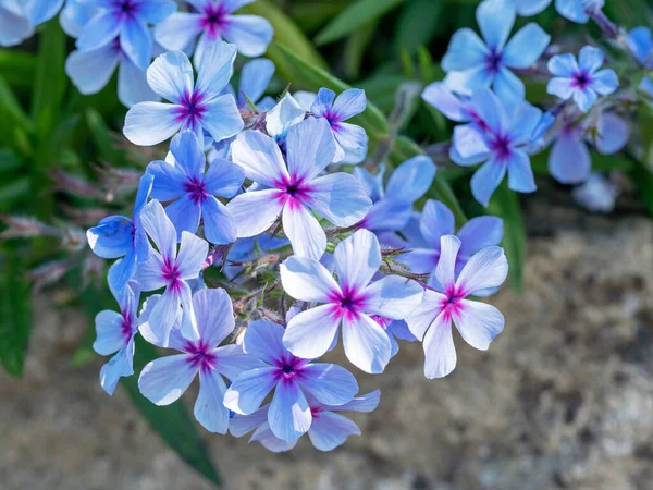정원에 Phlox Divaricata Chattahoochee 의예쁜 파란색 클로즈업 — 스톡 사진