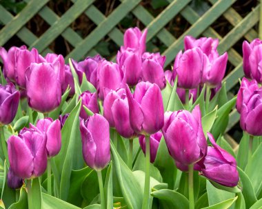 Güzel Mavi Kurdele lalelerinin yakın çekimi, çitin yanındaki bahçede çiçek açıyor.