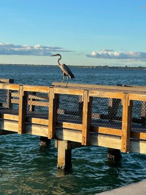 Rıhtımda balıkçıl, Sarasota