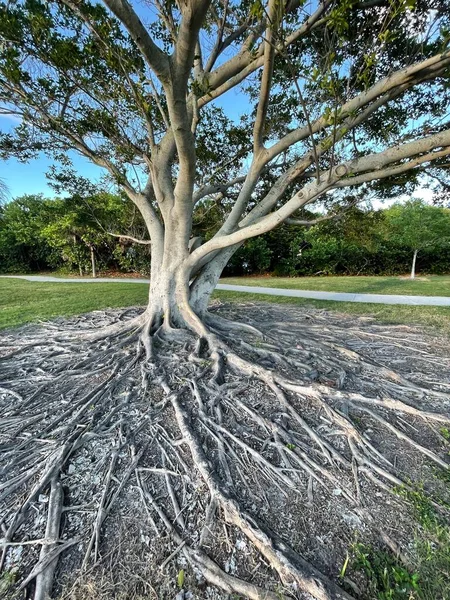 Дерево Баньян Обнаженные Корни — стоковое фото
