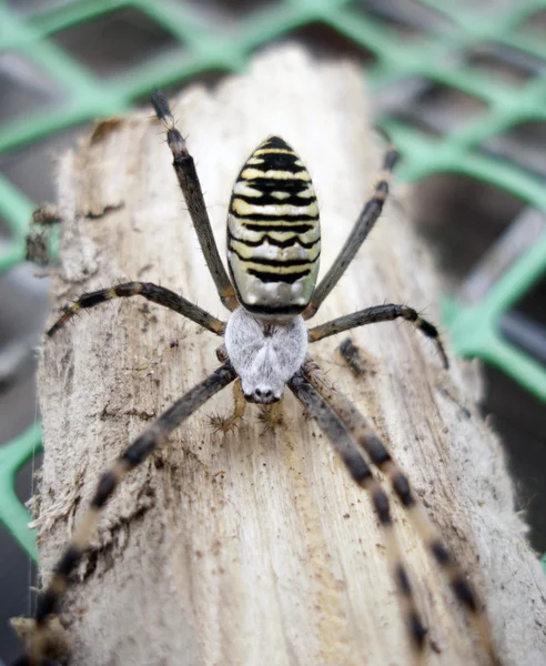 Vespenspinne araignée dans la nature — Photo