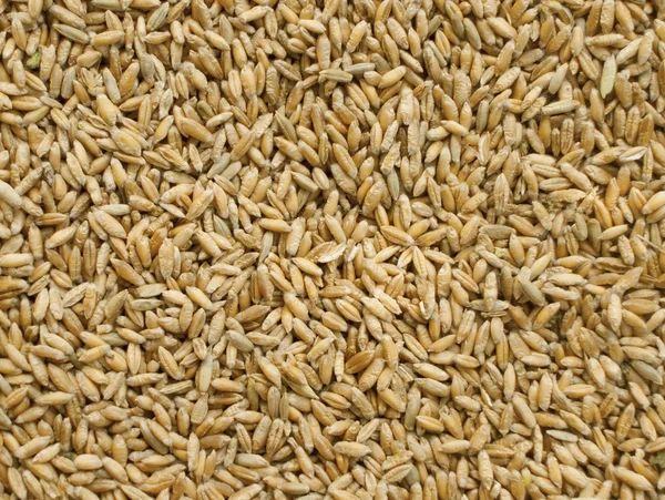 Triticale de culturas de cereais — Fotografia de Stock