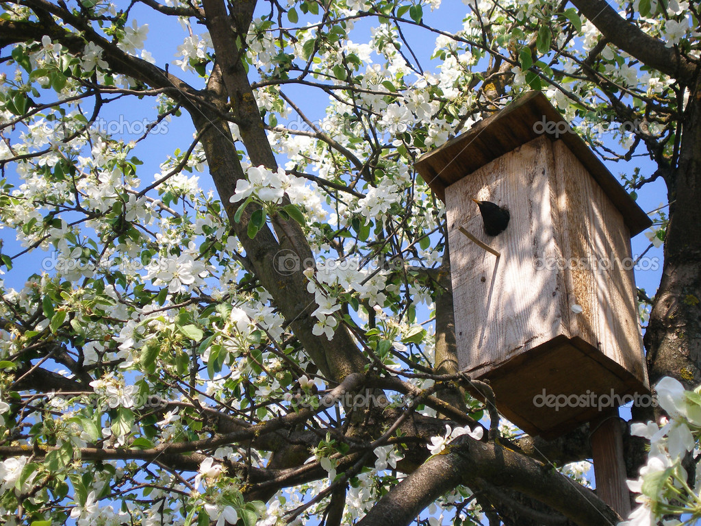 depositphotos_34829581-stock-photo-starling-in-the-birdhouse-in.jpg