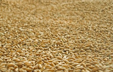 Mısır gevreği kırpma tritikale