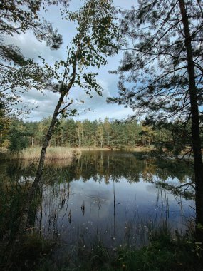 Kozalaklı ağaçlar ve huş ağaçları olan sonbahar ormanında bir göl. Dikey yönelim