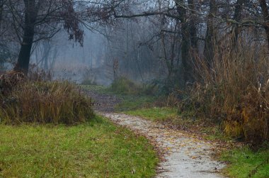 sis bir göl yakınında bir yol