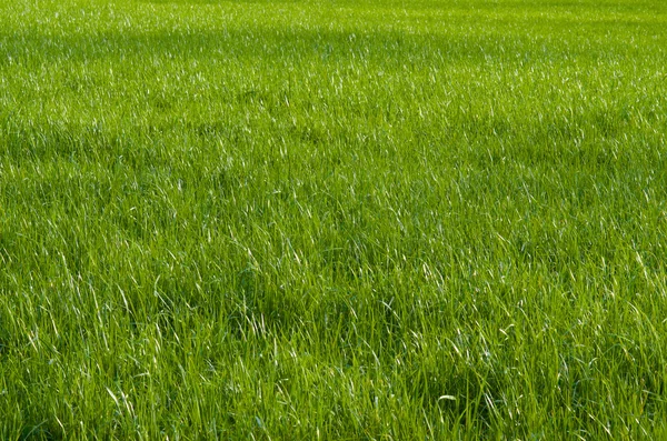 Yeşil Çimen Arkaplanı