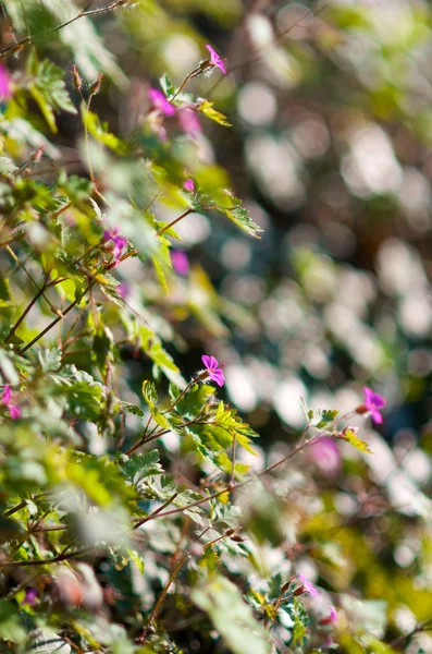 Plante avec des fleurs — Photo