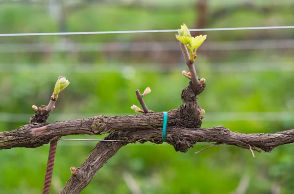 Grape plant — Stock Photo, Image