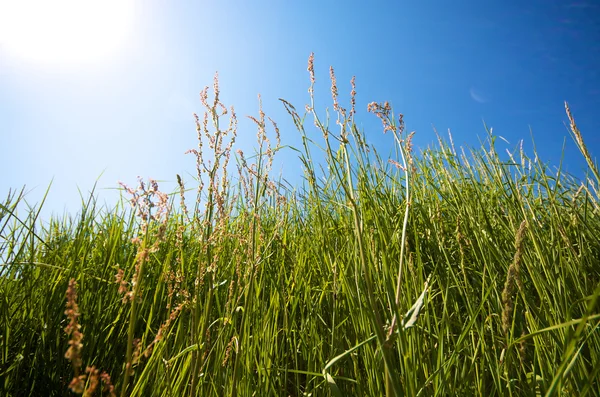 Yabani bitki ve yeşil çimen