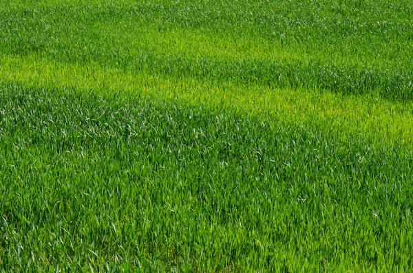 Tło zielone pole — Zdjęcie stockowe