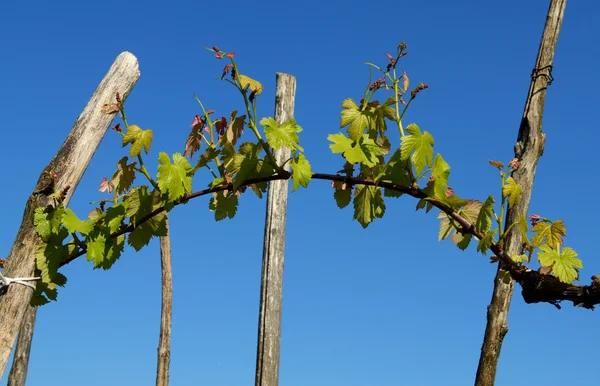 Druif plant Rechtenvrije Stockfoto's