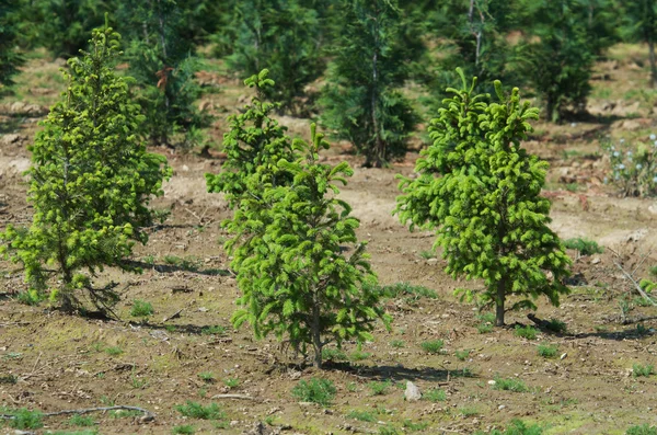 Jonge naaldbomen Stockfoto