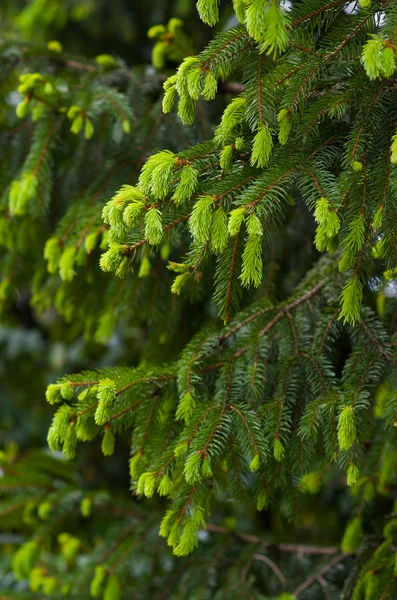 침 엽 수 나무 가지 — 스톡 사진
