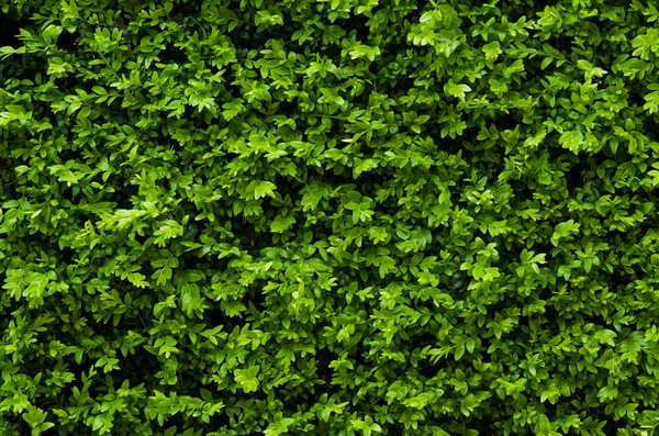 緑の葉の背景 ストック画像